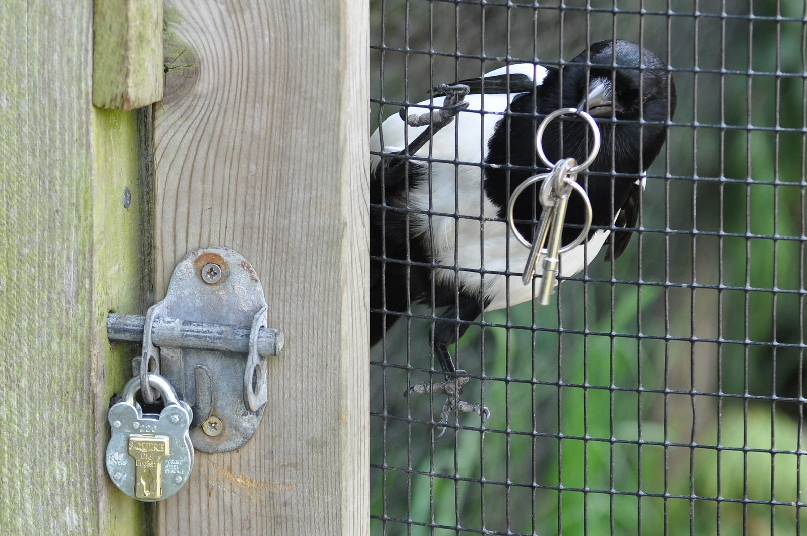 Elon's Encrypted DMs with Matthew Garrett